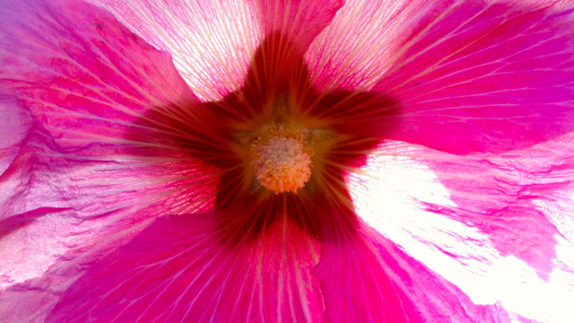 doorschijnende gratie