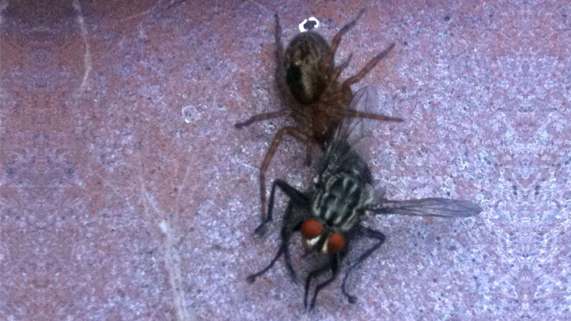 strijd op leven en dood