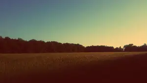 overschaduwd roggeveld