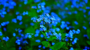 Internet lijdt zwaar aan Korsakov