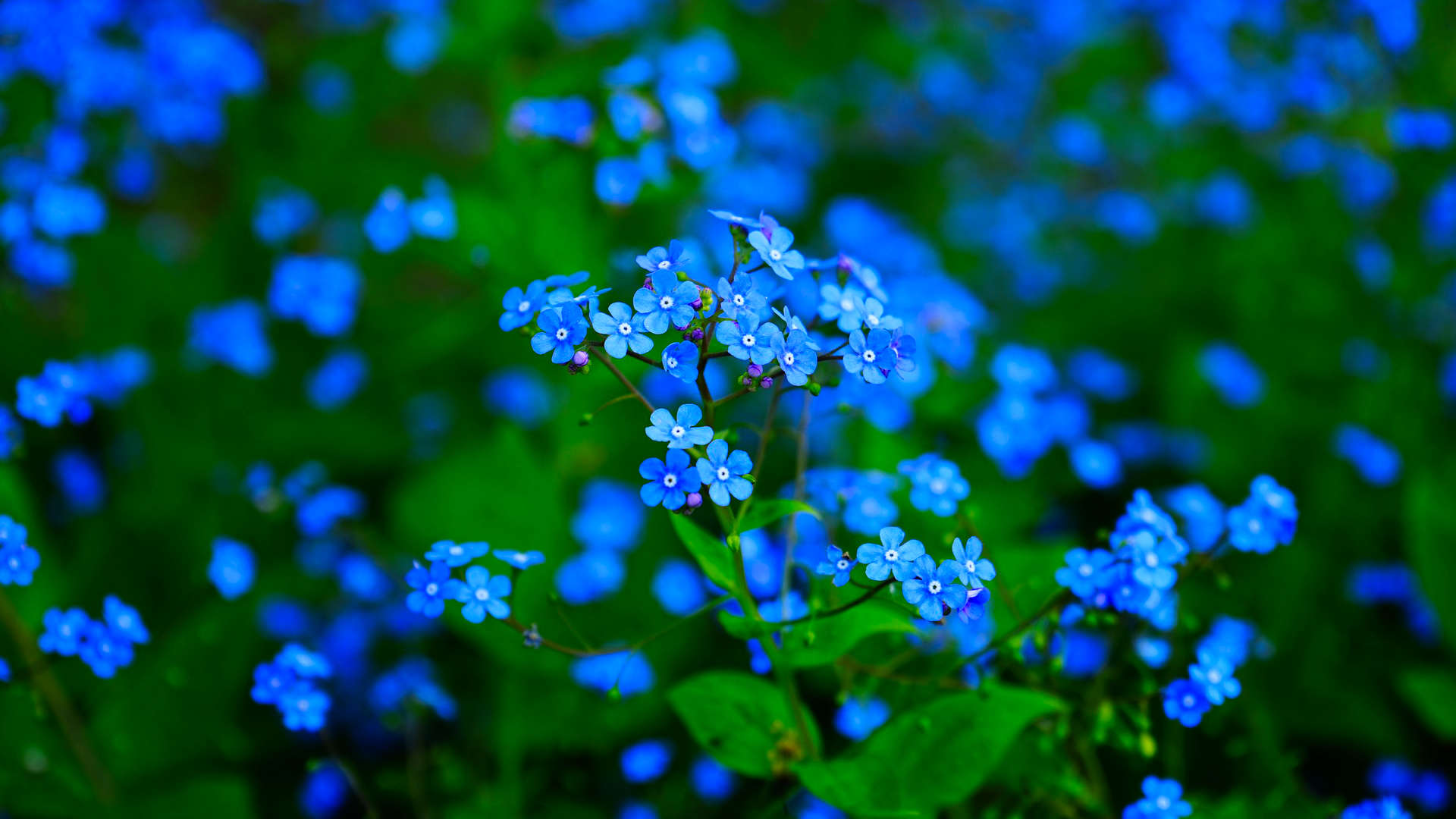 Internet lijdt zwaar aan Korsakov