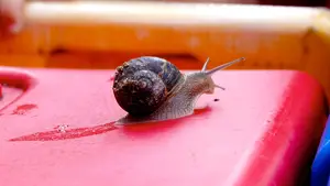 Digitaal slakkenspoor