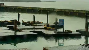 Voyeur op wereldschaal