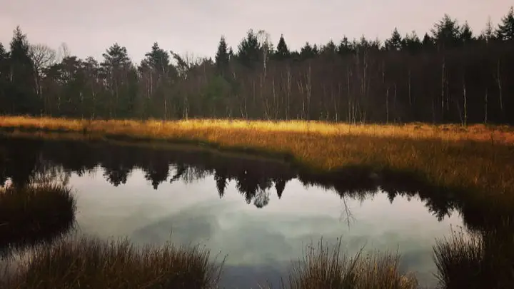 Ven Boswachterij Ruinen