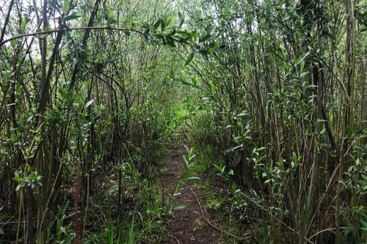 Safari Meppel Jungle Meppeler Bos