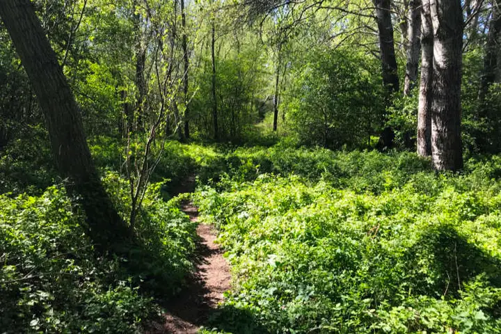 Safari Meppel Singletrack Meppeler Bos
