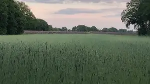 korenveld havelterberg