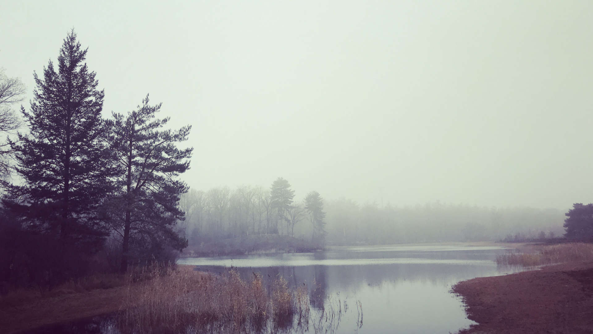 oude vijver zwarte dennen mist