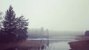 oude vijver zwarte dennen mist