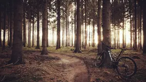 trek mountainbike staatsbos