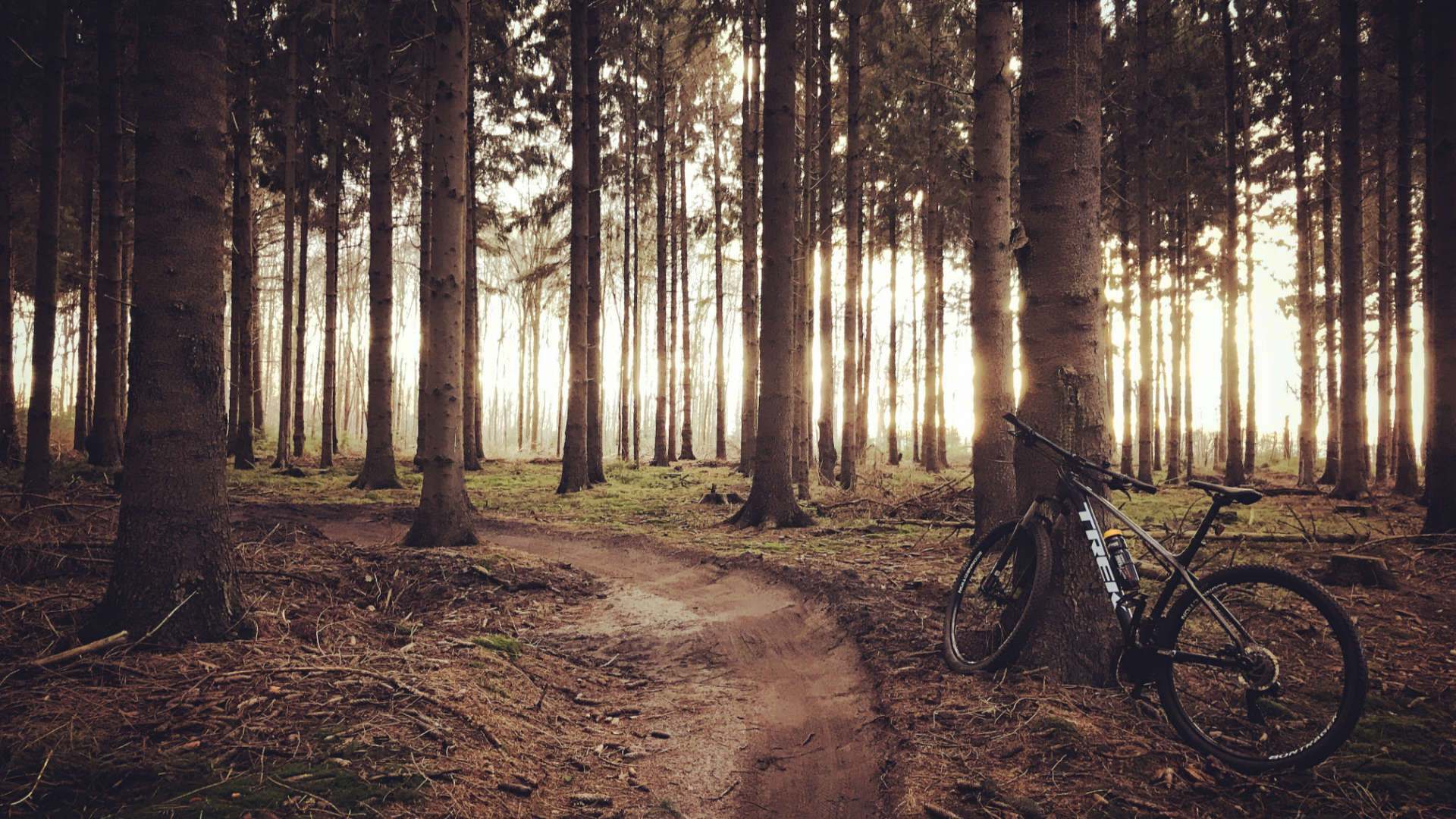 trek mountainbike staatsbos