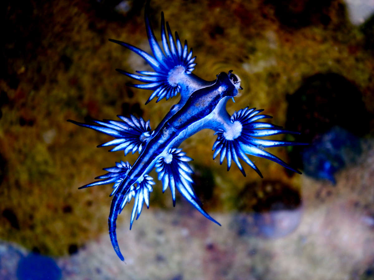 glaucus atlanticus
