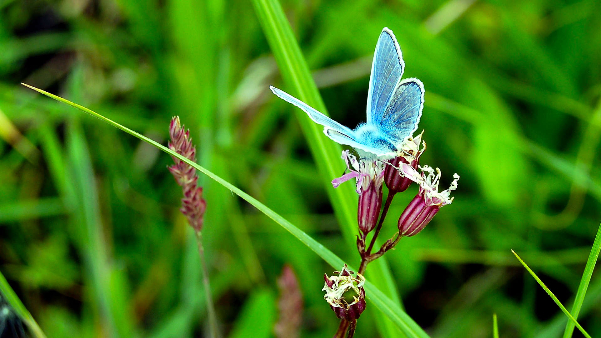icarusblauwtje vlinder