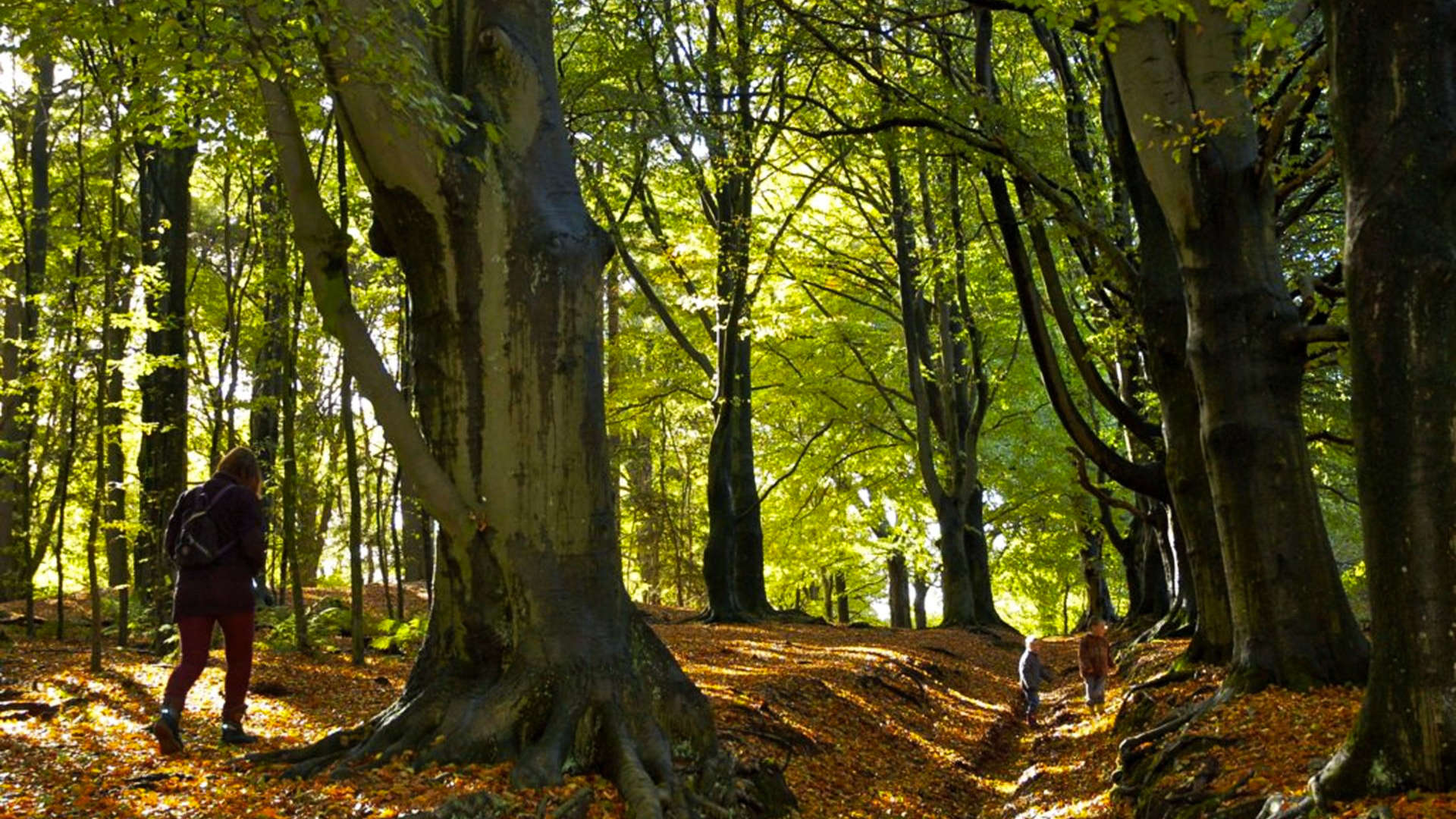 lidia josse tamas woldberg