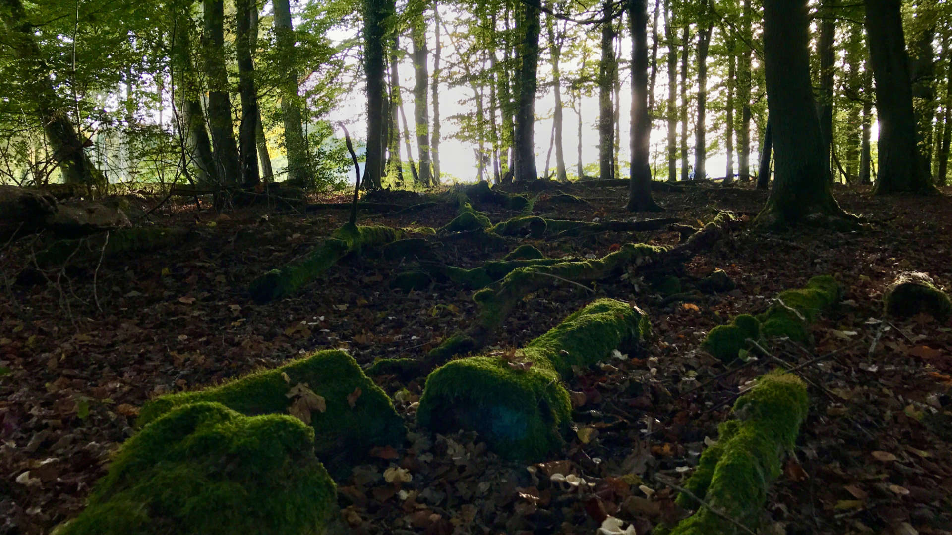 bos nabij consdorf