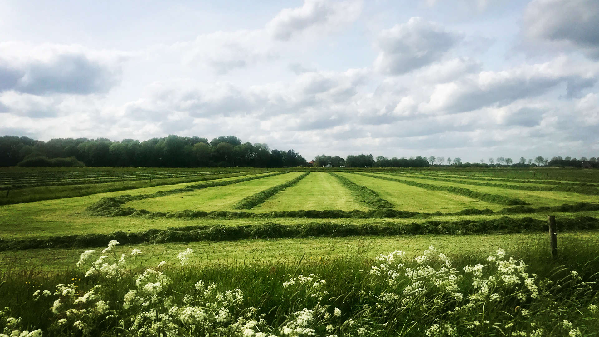 oeverlanden lente weiland fluitenkruid