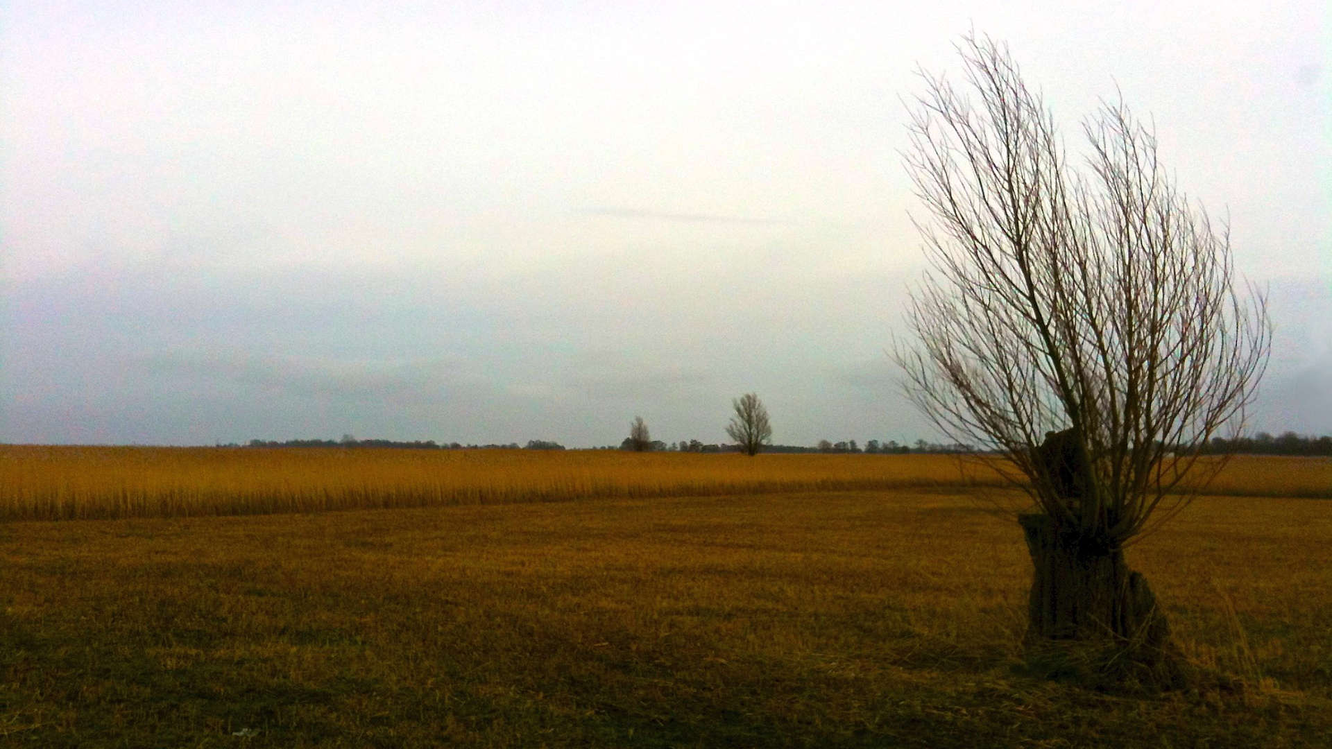 wieden laarzenpad wilg boom riet rietveld