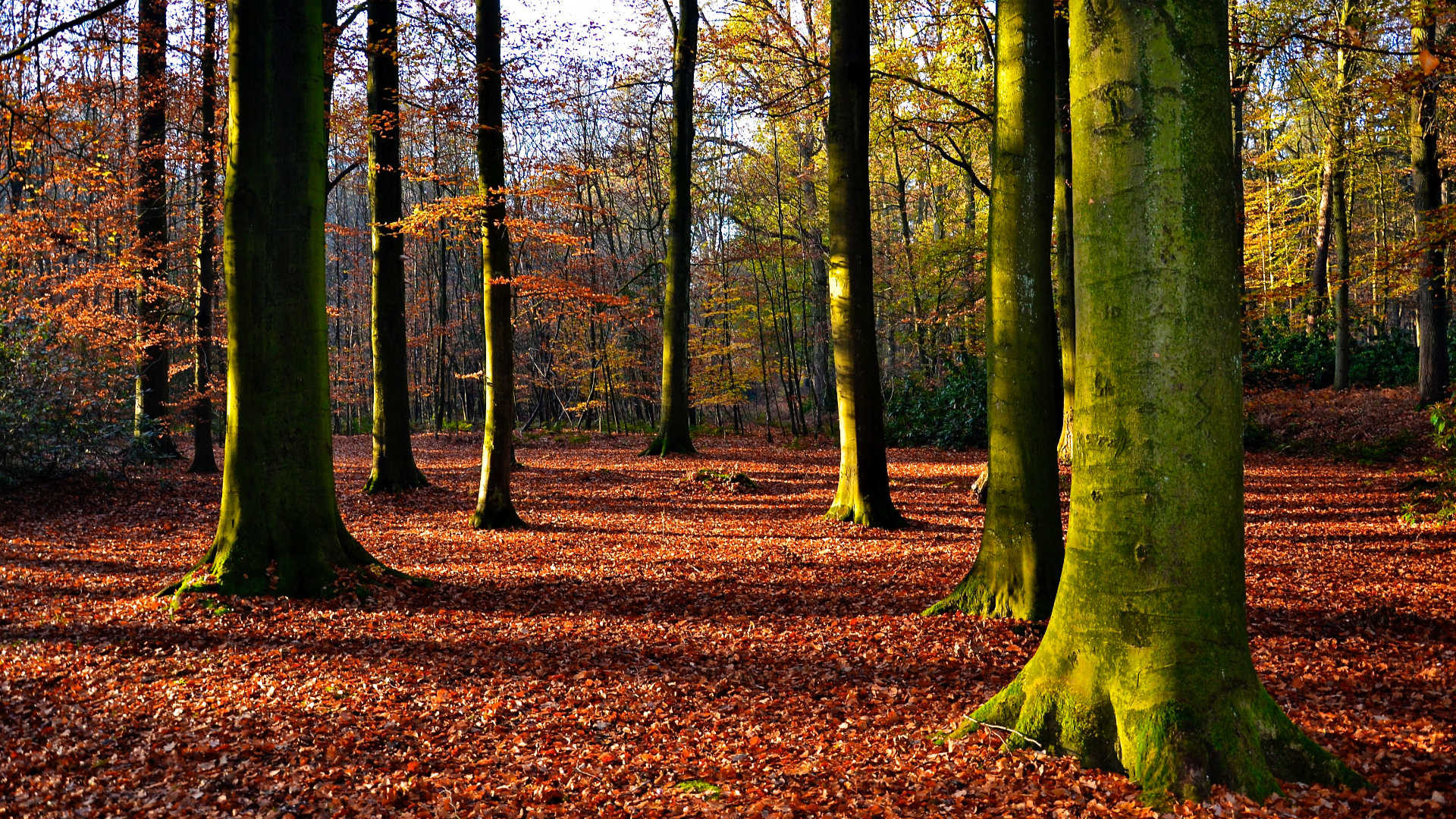 uberherfst herfst herfstkleuren bos bomen