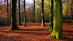 uberherfst herfst herfstkleuren bos bomen