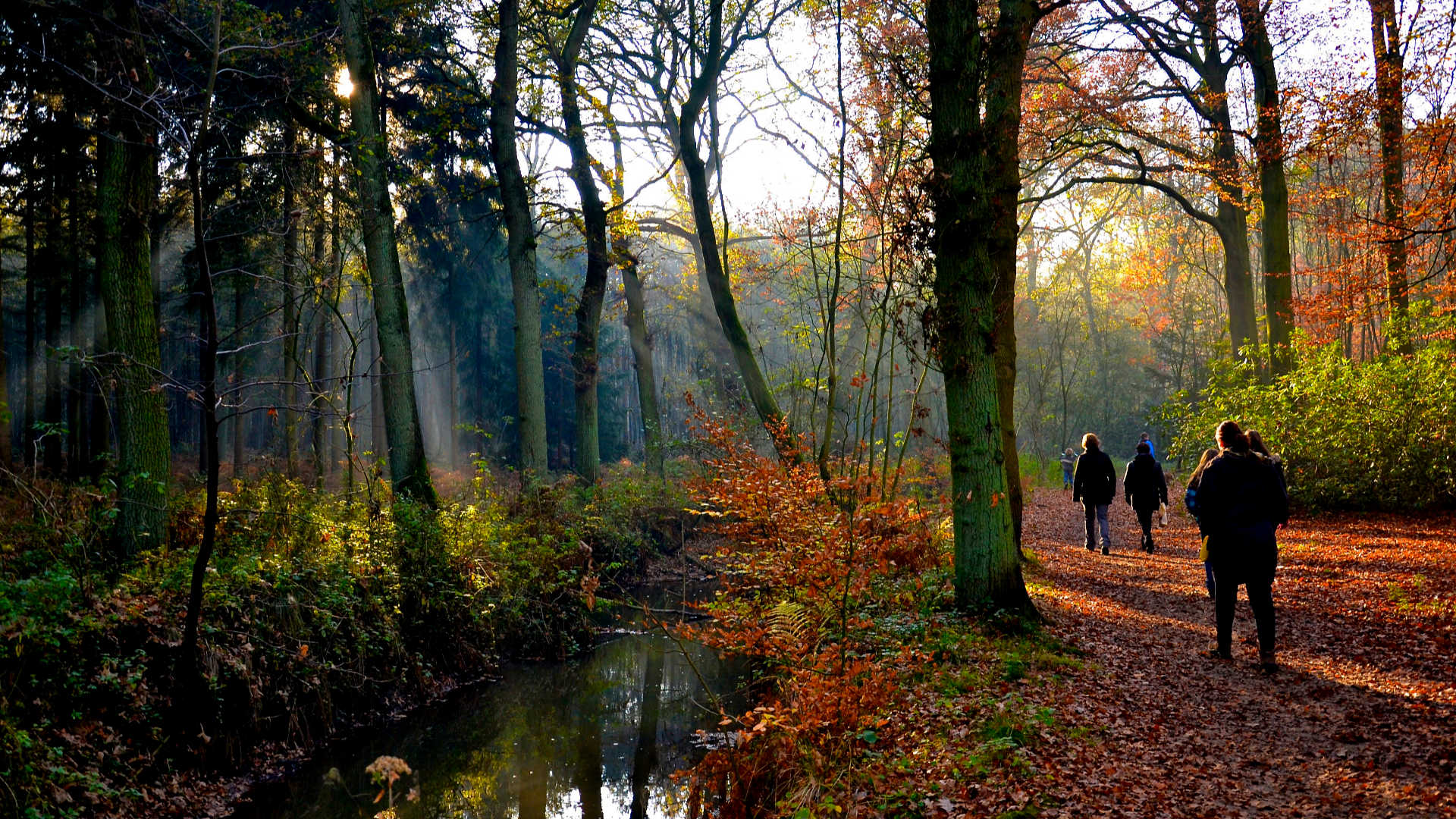 zonnestralen herfst bos
