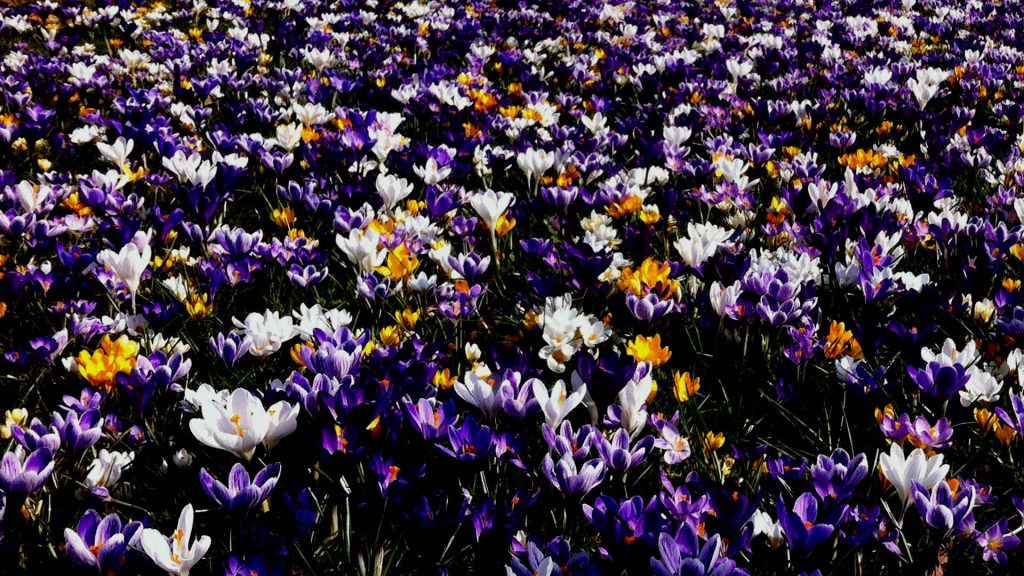 bloemen-lente-crocus-meppel