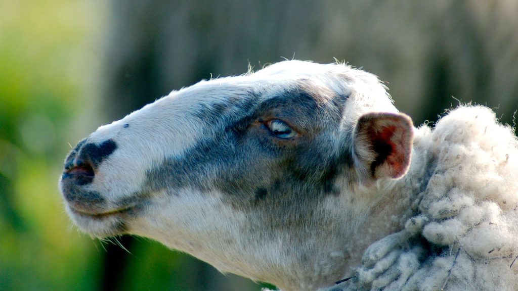schapen in berggierslanden7.JPG