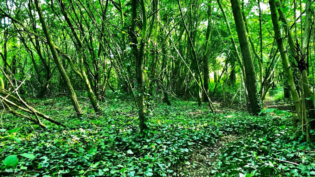 safari-meppeler-bos-noord