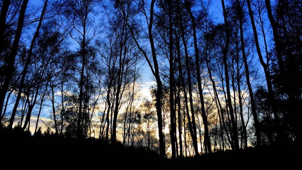 staatsbos_zonsondergang